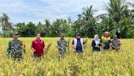 Cetak Rekor Tertinggi Sepanjang Sejarah, Penyerapan Beras BULOG Capai 4 Juta Ton di 2026