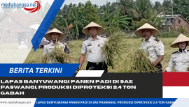 Lahan SAE Paswangi Kembali Memasuki Masa Panen Padi, Proyeksi Hasil Capai 2,4 Ton Gabah