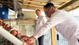 LAPAS KELAS IIB LUMAJANG HASILKAN 50 TELUR AYAM PER HARI DARI PROGRAM PEMBINAAN PETERNAKAN