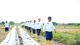 Program Ketahanan Pangan Berlanjut, Komoditas di Lahan SAE Pakis Lapas Banyuwangi Semakin Beragam