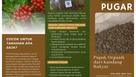PUGAR: Inovasi Pupuk Organik dari Kandang Rakyat, Optimalkan Limbah Kotoran Kambing di Desa Kalibarumanis