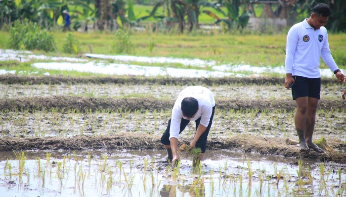 Lahan SAE Lapas Banyuwangi Mulai Ditanam Padi, Kalapas: Dukung Ketahanan Pangan dan Wujud Program Pembinaan