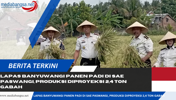 Lahan SAE Paswangi Kembali Memasuki Masa Panen Padi, Proyeksi Hasil Capai 2,4 Ton Gabah