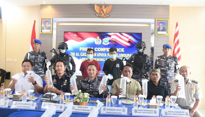 Lanal Banyuwangi Berhasil Bongkar Penyelundupan 85.000 Ekor BBL