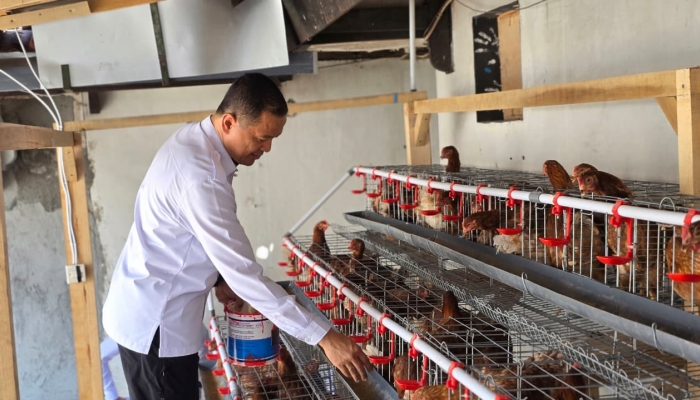 Lapas Lumajang Kembangkan Peternakan Ayam Petelur untuk Dukung Ketahanan Pangan melalui Pembinaan Kemandirian