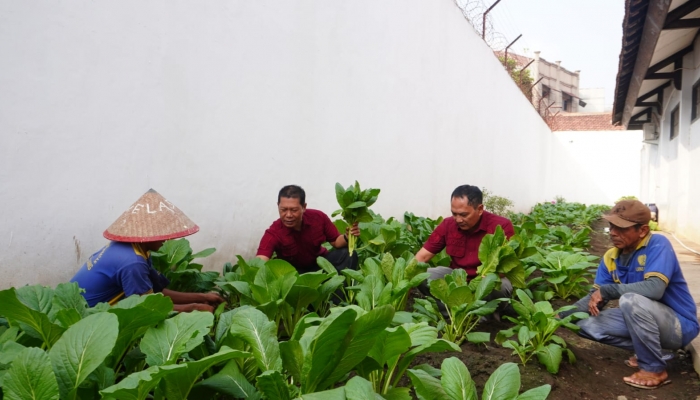 Manfaatkan Lahan Terbatas, Lapas Kelas IIB Lumajang Panen Sawi 300 Kg