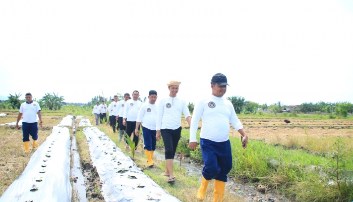 Program Ketahanan Pangan Berlanjut, Komoditas di Lahan SAE Pakis Lapas Banyuwangi Semakin Beragam