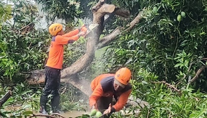 Respon Cepat Tim Gabungan Evakuasi Pohon Tumbang di Banyuwangi