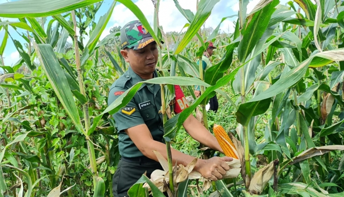 Sinergi TNI-Rakyat Berbuah Manis, Panen Jagung di Licin Melimpah